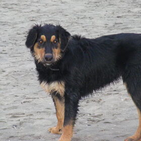 banjer met de kerst op het strand,hij vond het heerlijk