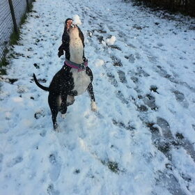 Sneeuwpret