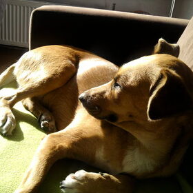 Mila mag nooit bij ons op de bank,maar van de week was een…