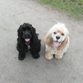 Hondenfoto van Cinderella - Dusty & Ziva 