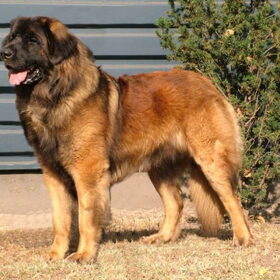 leonberger