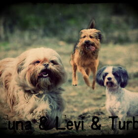 Hondenfoto van liesbeth,Turbo,Luna, Levi en Faith