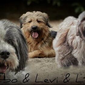 Hondenfoto van liesbeth,Turbo,Luna, Levi en Faith