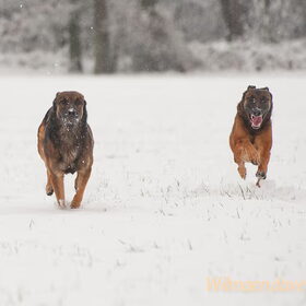 Hondenfoto van De Mecheltjes clan