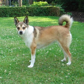 noorse lundehund