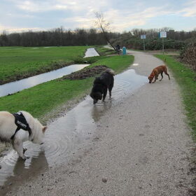 Lekker wandelen met andere hondjes