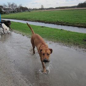 Hondenfoto van Anne-Wil (baasje van Juno)