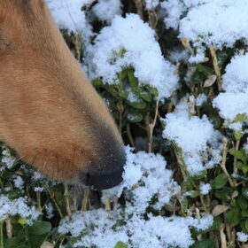 Rivka's eerste sneeuw @ 36 weken