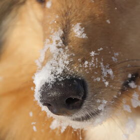 Sneeuw op het neusje @ 37 weken