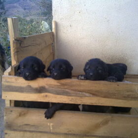 puppy's SHARPLANINAC