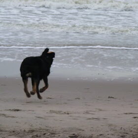 aktie foto banjer op strand