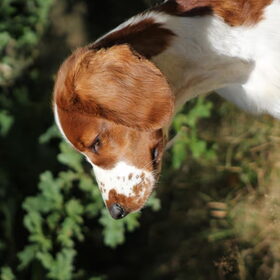 Hondenfoto van Demi - Rosie