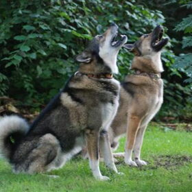 oostsiberische laika's