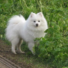 Kody