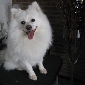 Kody