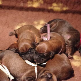 Hondenfoto van Heleen Lowiessen kennel Amazing With Grace