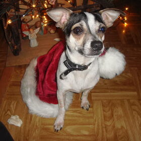 Maksie met kerst!