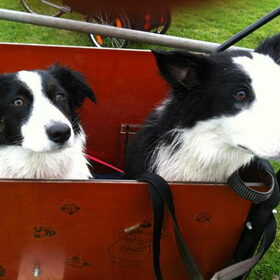 op de terugweg samen in de bakfiets (Kaleb vond de hondenkar…