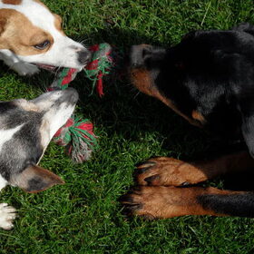 Hondenfoto van Wendy & Roos
