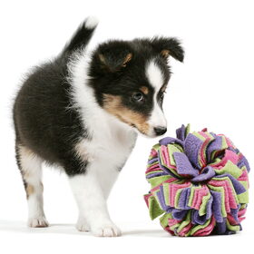 Hondenfoto van van de Bremershelties