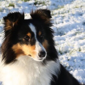 Hondenfoto van van de Bremershelties