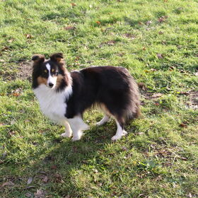 Hondenfoto van van de Bremershelties