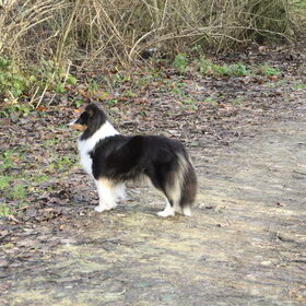 Hondenfoto van van de Bremershelties