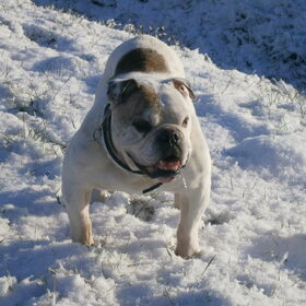 Prachtige bull! MIKE!