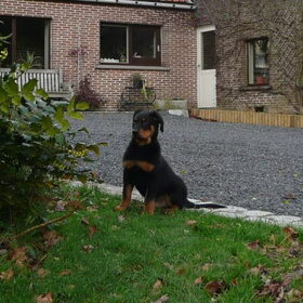 Libero l'Ami de la Campagne (Fyotta x Ultimo) bij zijn nieuwe…