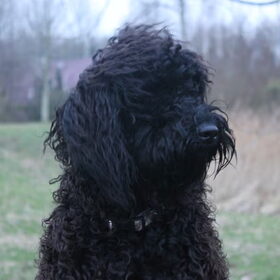 Hondenfoto van Dewi & de doodles