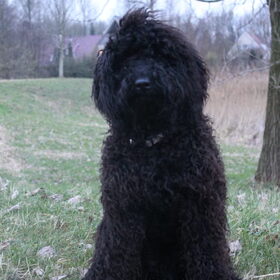 Hondenfoto van Dewi & de doodles