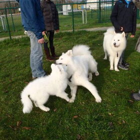 mikai,balto en aike