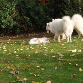 mikai,balto en aike