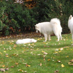 mikai,balto en aike