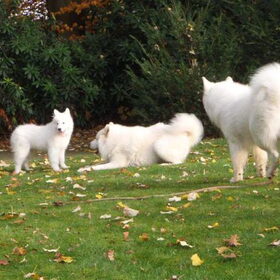 mikai balto en aike
