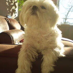 M,N LIEF CHICKA