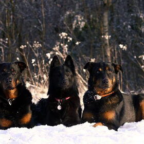 Farah met haar 2 bodyguards Tharros en Vradi
