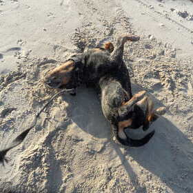 Altijd rollen in het zand