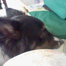 Melody R.I.P border collie