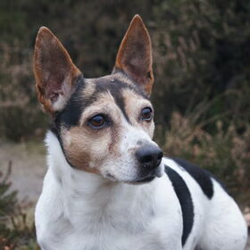 Mijn lieve, oude meisje Dixie.