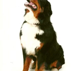 Bailey: fotoshoot