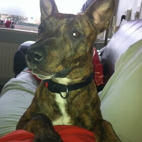 Hondenfoto van Dog lover 
