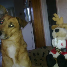 Kerst 2012,mila is er weer bij met optuigen en uitpakken.