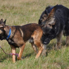 Ske en Wolf