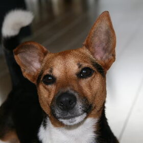 Hondenfoto van Robert