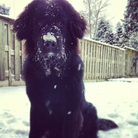 Hondenfoto van Anouk & Balou<3
