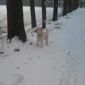 Hier moest ik even stilstaan bij de boom, want dat is heel…