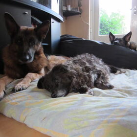 Milo en pluut, lekker chillen. Op de achtergrond Igor en…