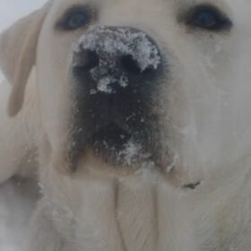 mijn sneeuw neusje