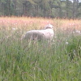 Hier sta ik lekker op de weide tussen het gras
